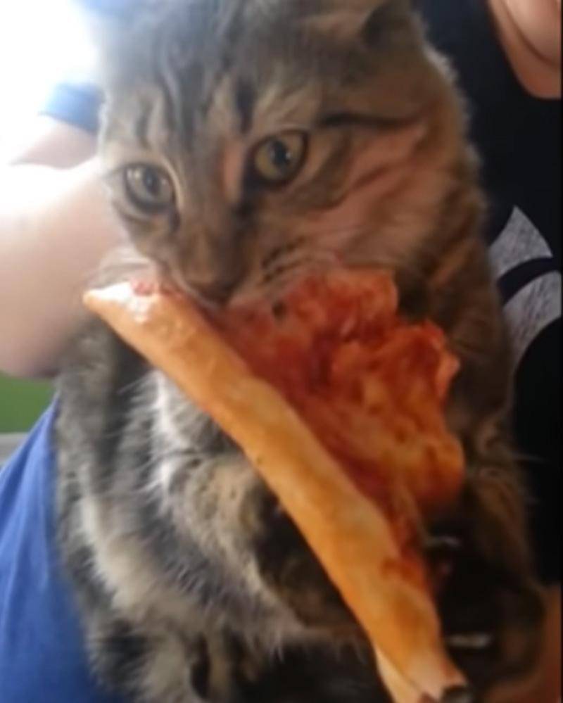 YouTube.com/Neko Watch